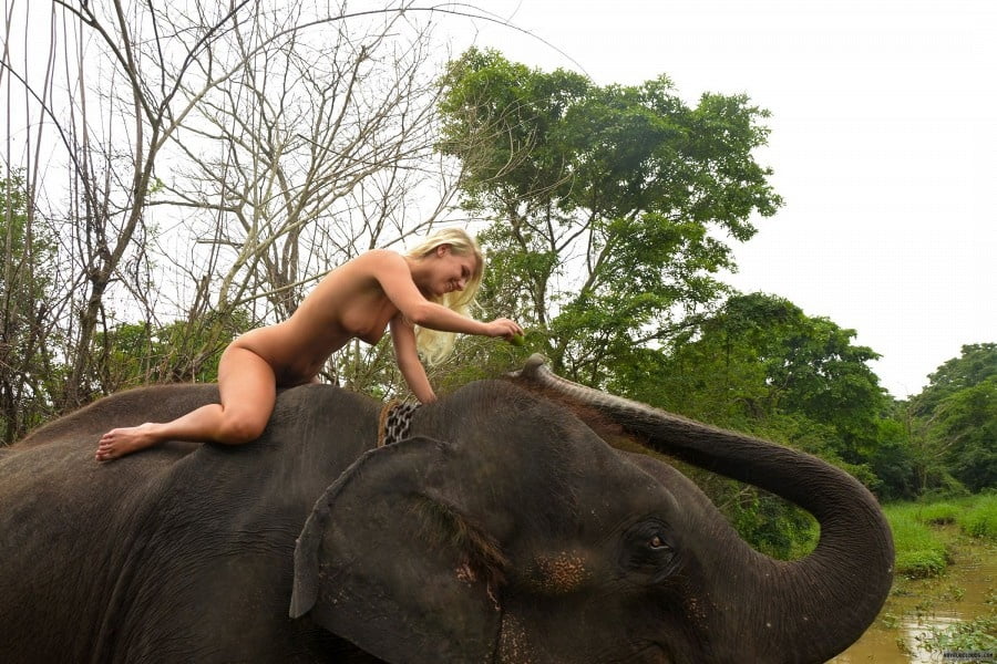 See And Save As Foreign Girl Nude With An Elephant In Sri Lanka Porn