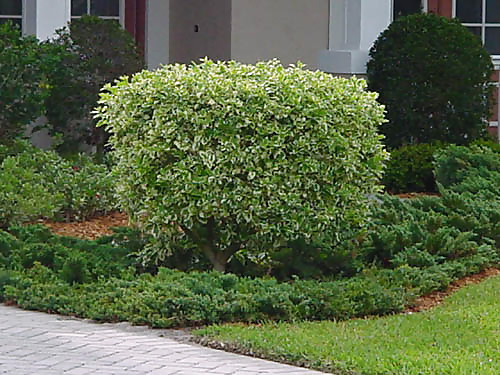 More Bush 1 porn pictures