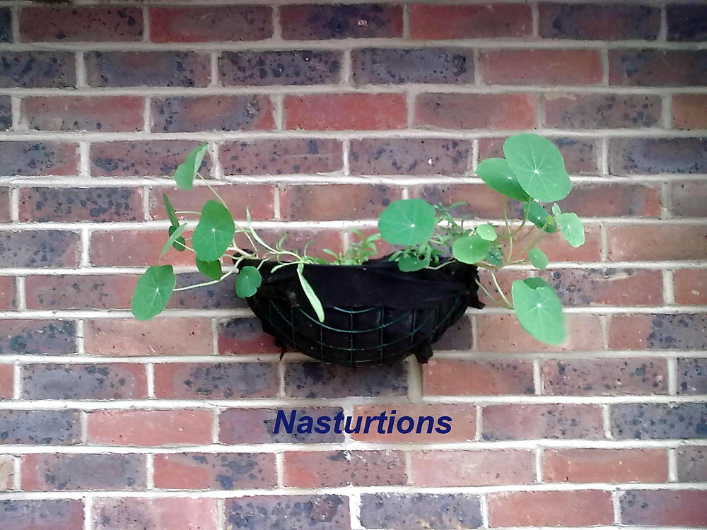 Darlington porn pictures