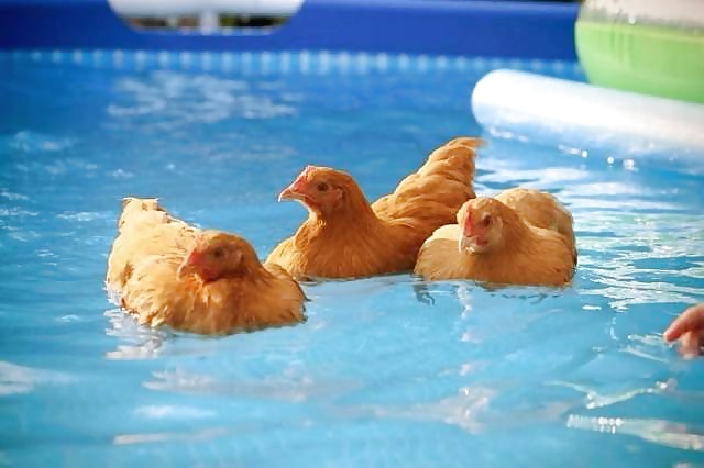 Girls and Diverses 87 porn pictures