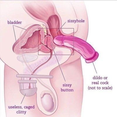 Anatomy Anal Porn - Sissy Anatomy - 10 Pics | xHamster