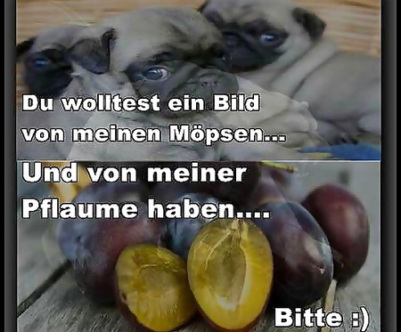 Mopse und Pflaume