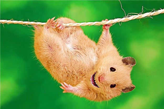 Hamster-Fun porn pictures