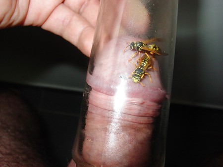 Wasp on Bedrik s Cock